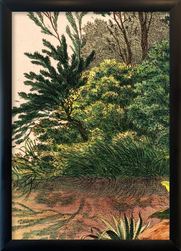 Mauritia Aculeata Close Up. Mini Print