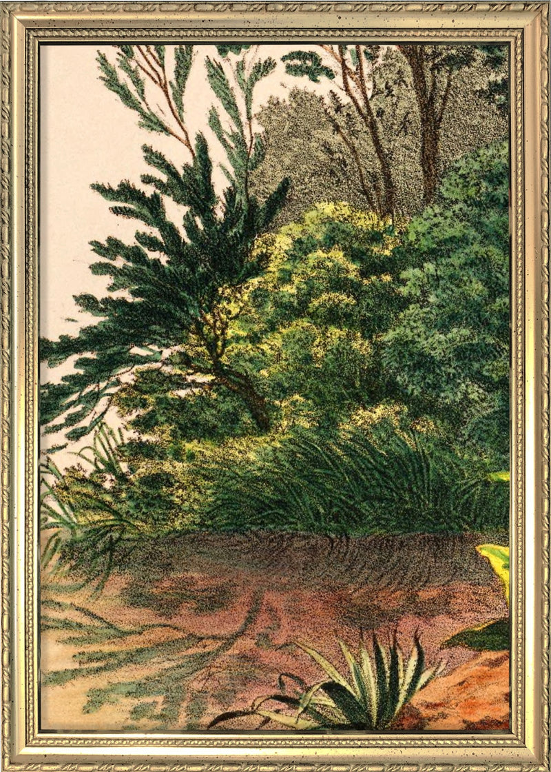 Mauritia Aculeata Close Up. Mini Print