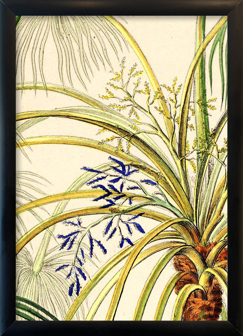 Livistona Humilis Close Up. Mini Print