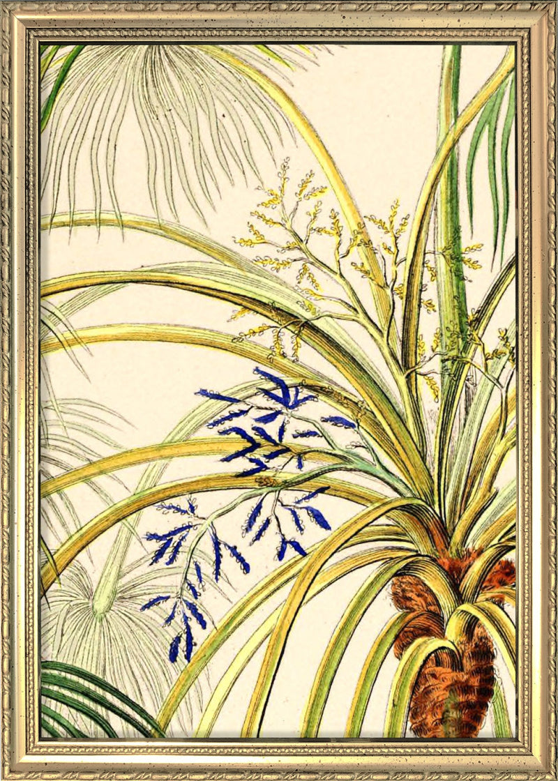 Livistona Inermis Close Up. Mini Print