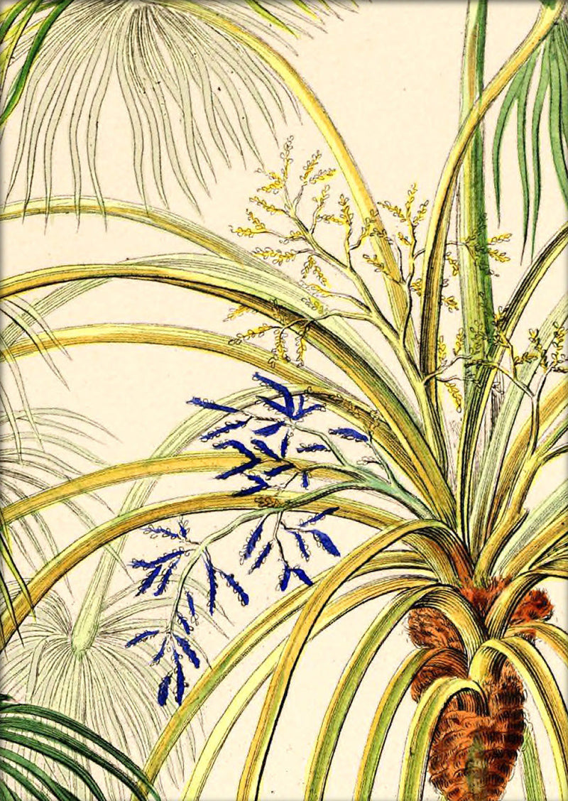 Livistona Humilis Close Up. Mini Print