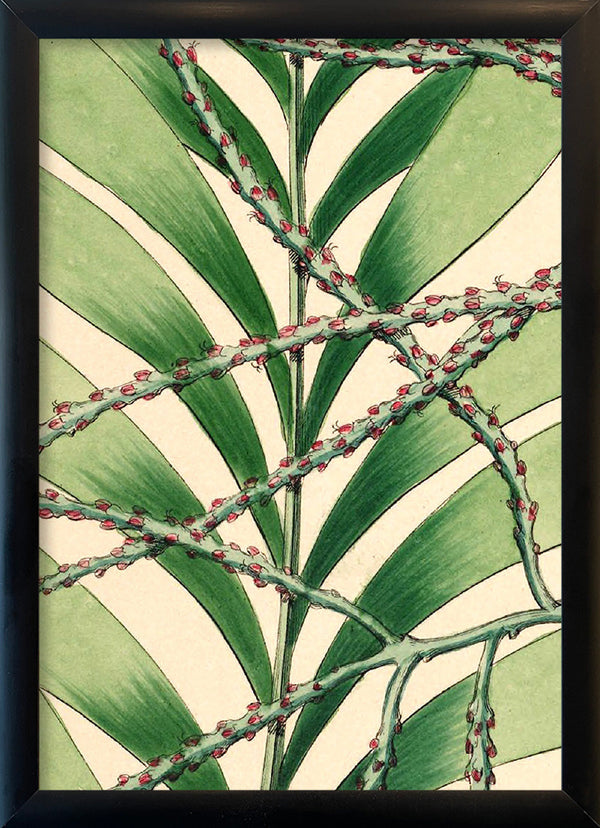 Geonoma Multiflora Close Up. Mini Print