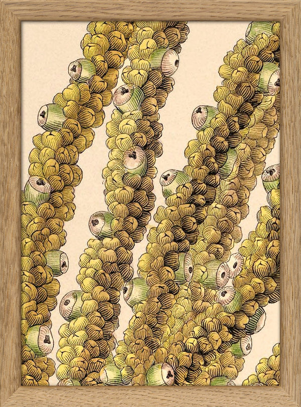 Guilielma Speciosa Close Up. Mini Print