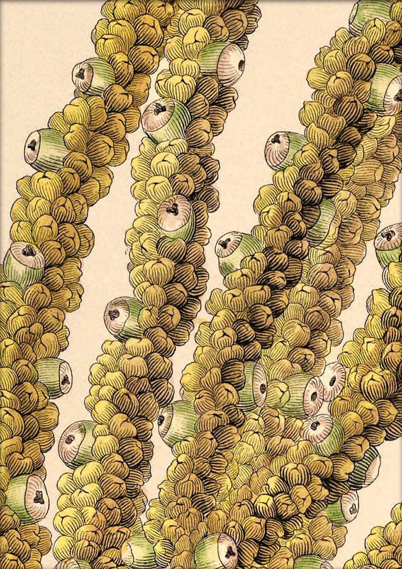 Guilielma Speciosa Close Up. Mini Print