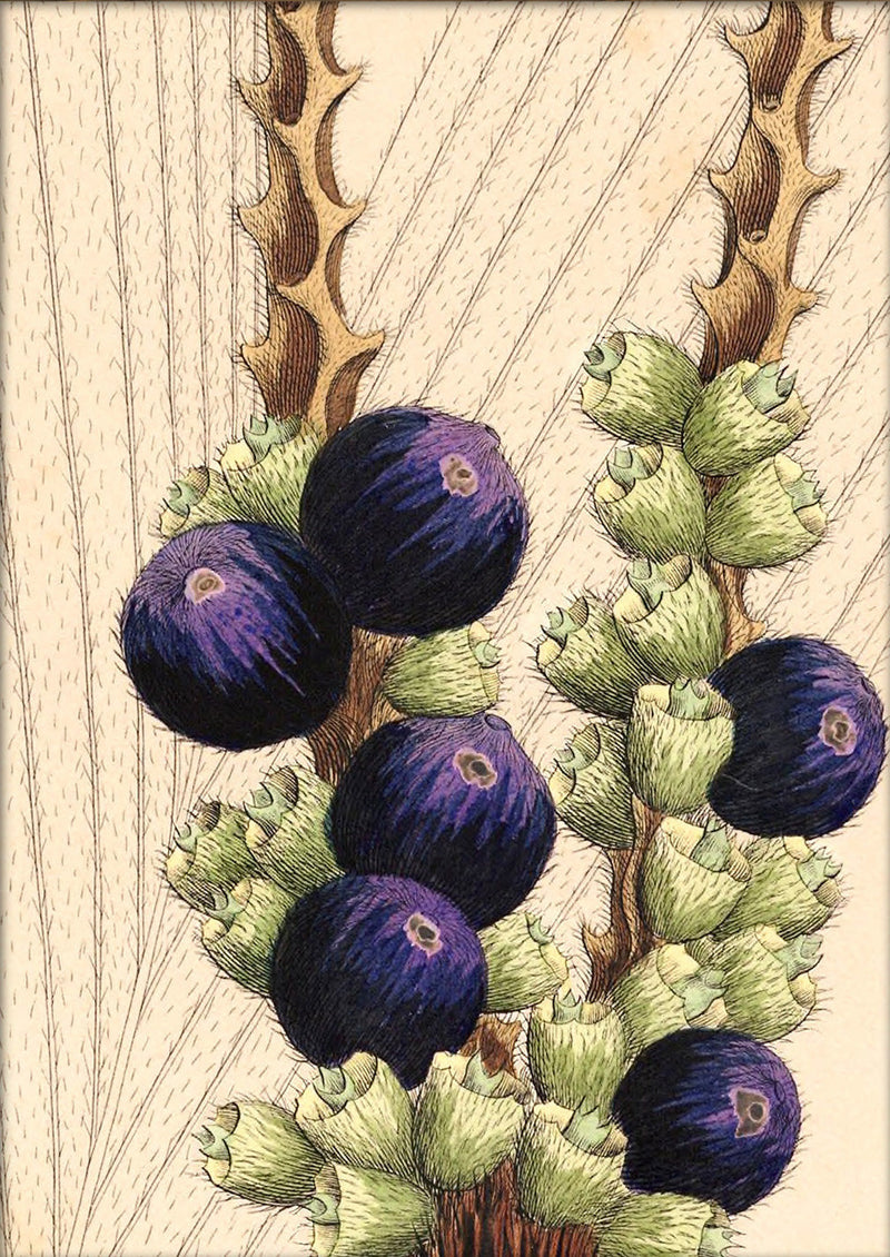 Bactris Longipos Cocos Botryophora Close Up. Mini Print