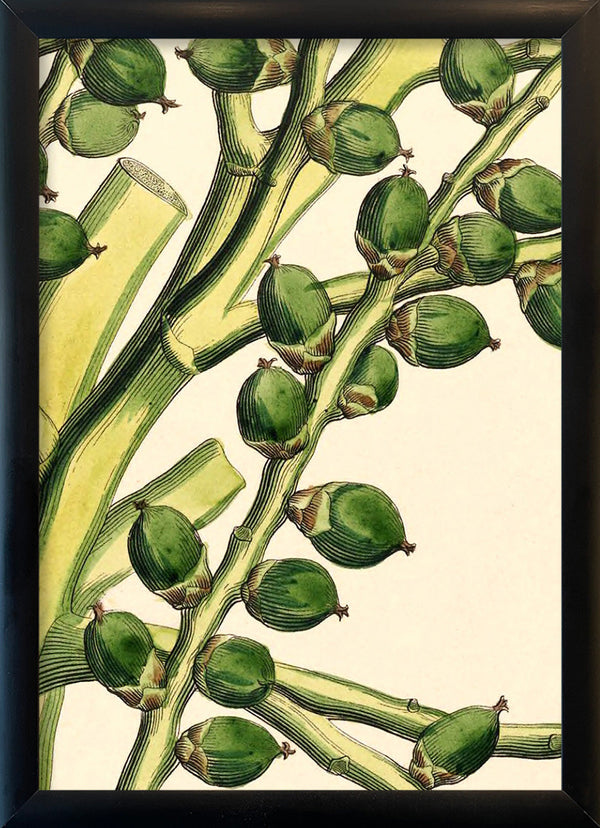 Seaforthia Elegans Close Up. Mini Print