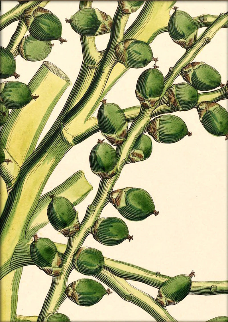 Seaforthia Elegans Close Up. Mini Print