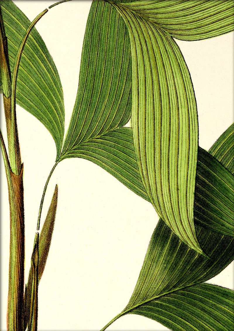 Bactris Simplicifrons & Bifida Close Up. Mini Print