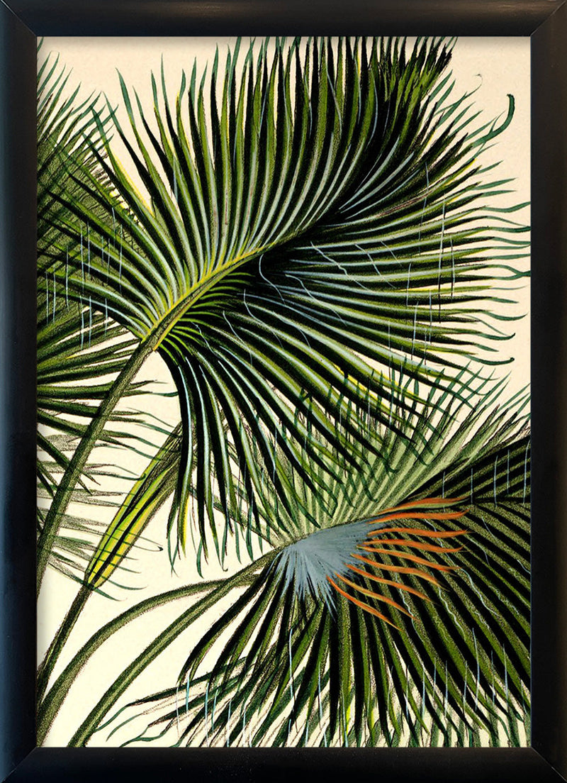 Attalea Funifera Close Up. Mini Print