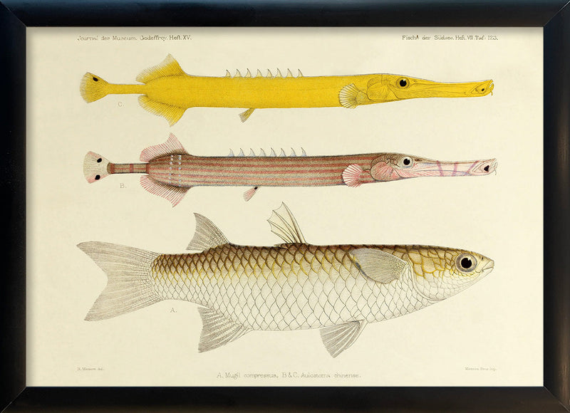 Two Chinese Pipefish (Aulostomus Chinense) and One Fish (Mugil Compressus). Mini Print