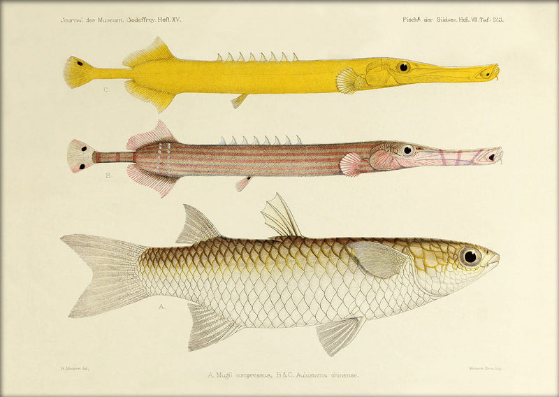 Two Chinese Pipefish (Aulostomus Chinense) and One Fish (Mugil Compressus). Mini Print