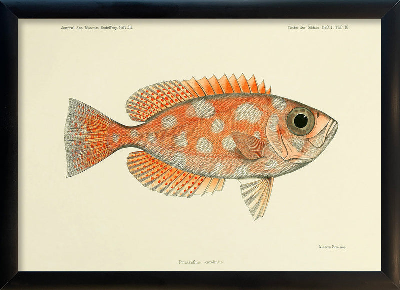 Blotched Bigeye (Priacanthus Carolinus). Mini Print
