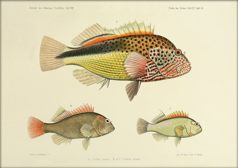 Three Hawkfish (Cirrhites Forsteri and Arcatus). Mini Print