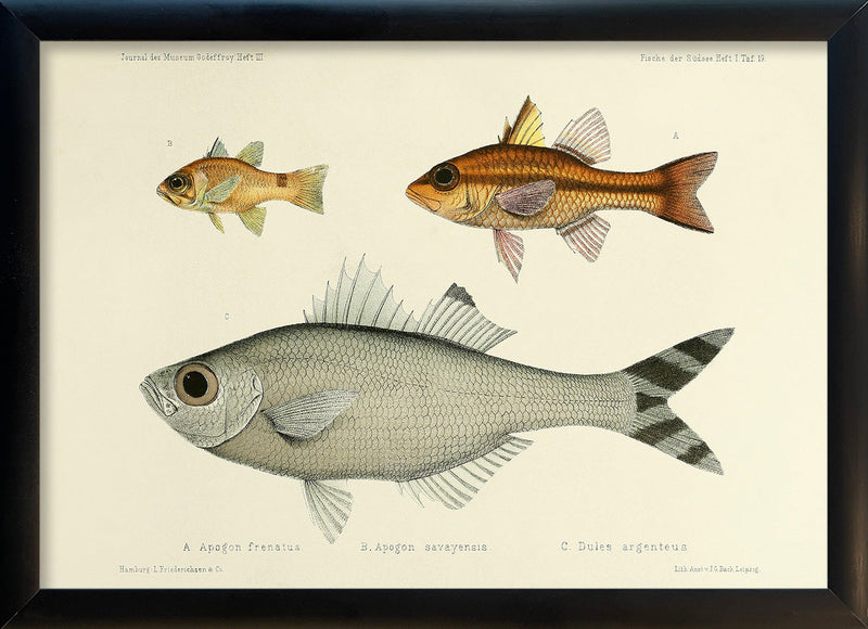 Bridled Cardinalfish (Apogon Frenatus), Samoan Cardinalfish (Apogon Savayensis) and Fivebar Flagtail (Dules Argenteus). Mini Print