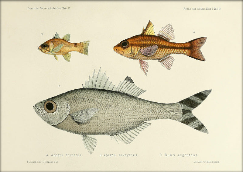 Bridled Cardinalfish (Apogon Frenatus), Samoan Cardinalfish (Apogon Savayensis) and Fivebar Flagtail (Dules Argenteus). Mini Print