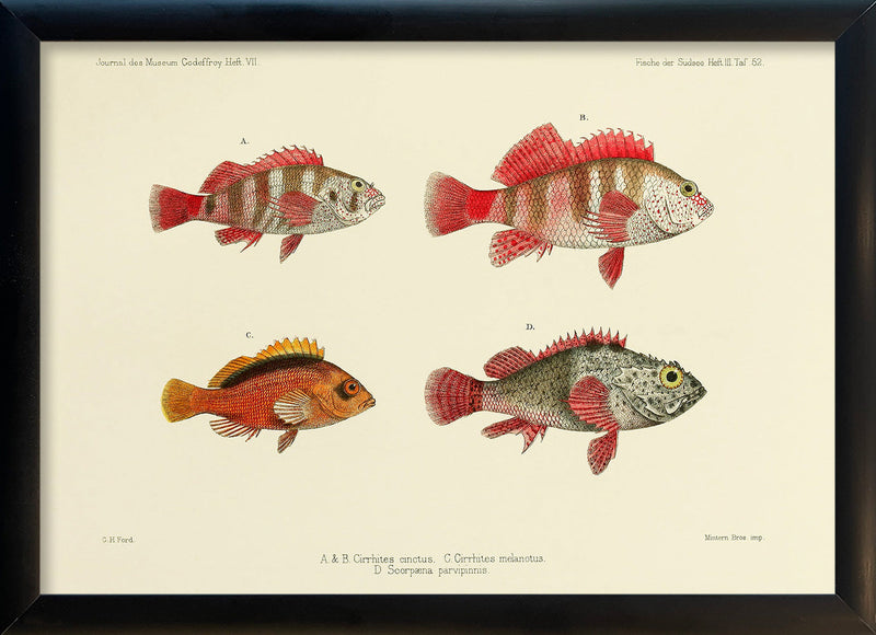 Three Hawkfish and a Scorpionfish (Cirrhites Cinctus and Melanotus and Scorpæna Parvipinnis). Mini Print