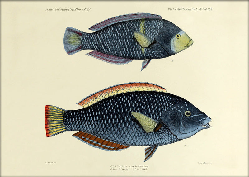 One Small and One Big Spotted Wrasse (Anampses Diadematus). Mini Print