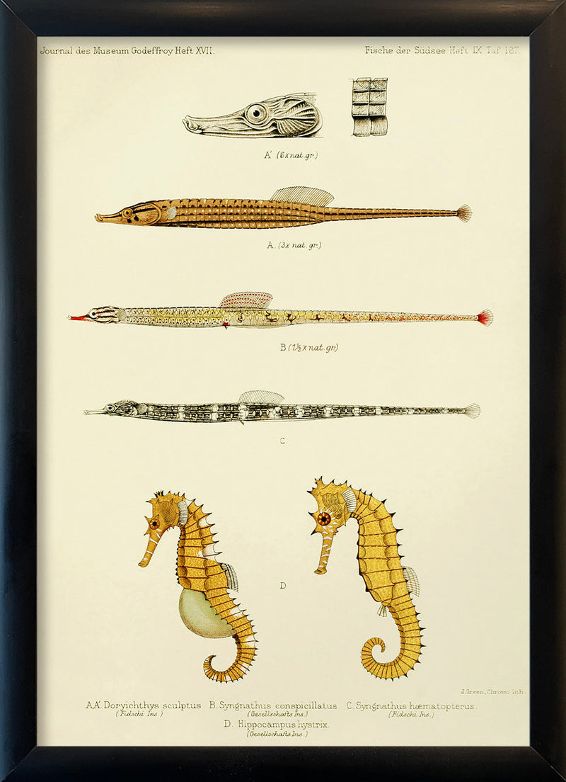 Sculptured Pipefish (Doryichthys Sculptus), Reticulate Pipefish (Syngnathus Conspicillatus), Messmate Pipefish (Syngnathus Hæmatopterus) and two Spiny Seahorses (Hippocampus Histrix). Mini Print
