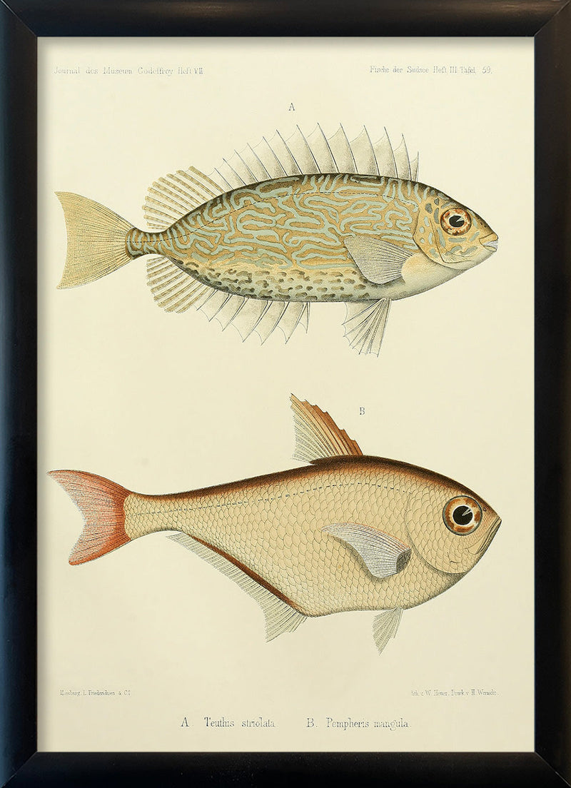 Gold Spot Rabbitfish (Teuthis Striolata) and Black-Edged Sweeper (Pempheris Mangula). Mini Print