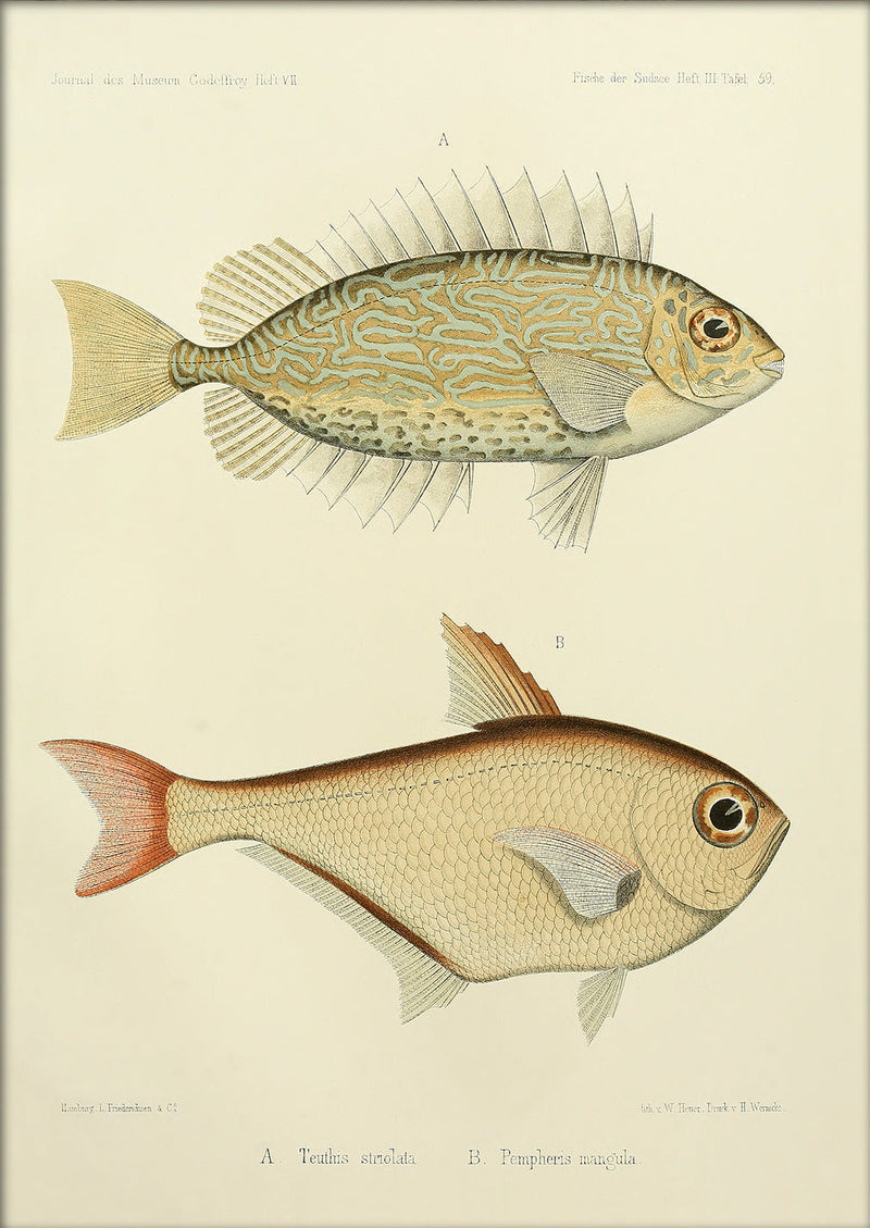 Gold Spot Rabbitfish (Teuthis Striolata) and Black-Edged Sweeper (Pempheris Mangula). Mini Print