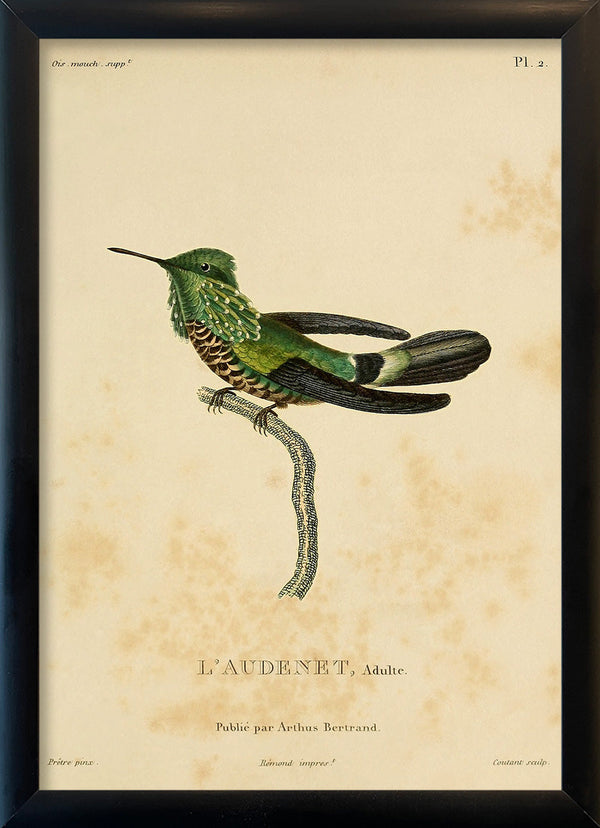 Audenet's Green Hummingbird (Trochilidae). Mini Print