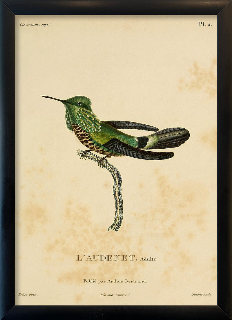 Audenet's Green Hummingbird (Trochilidae). Mini Print