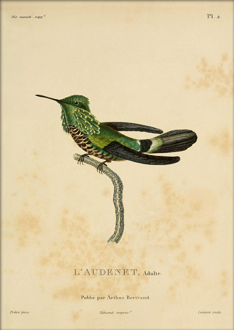Audenet's Green Hummingbird (Trochilidae). Mini Print