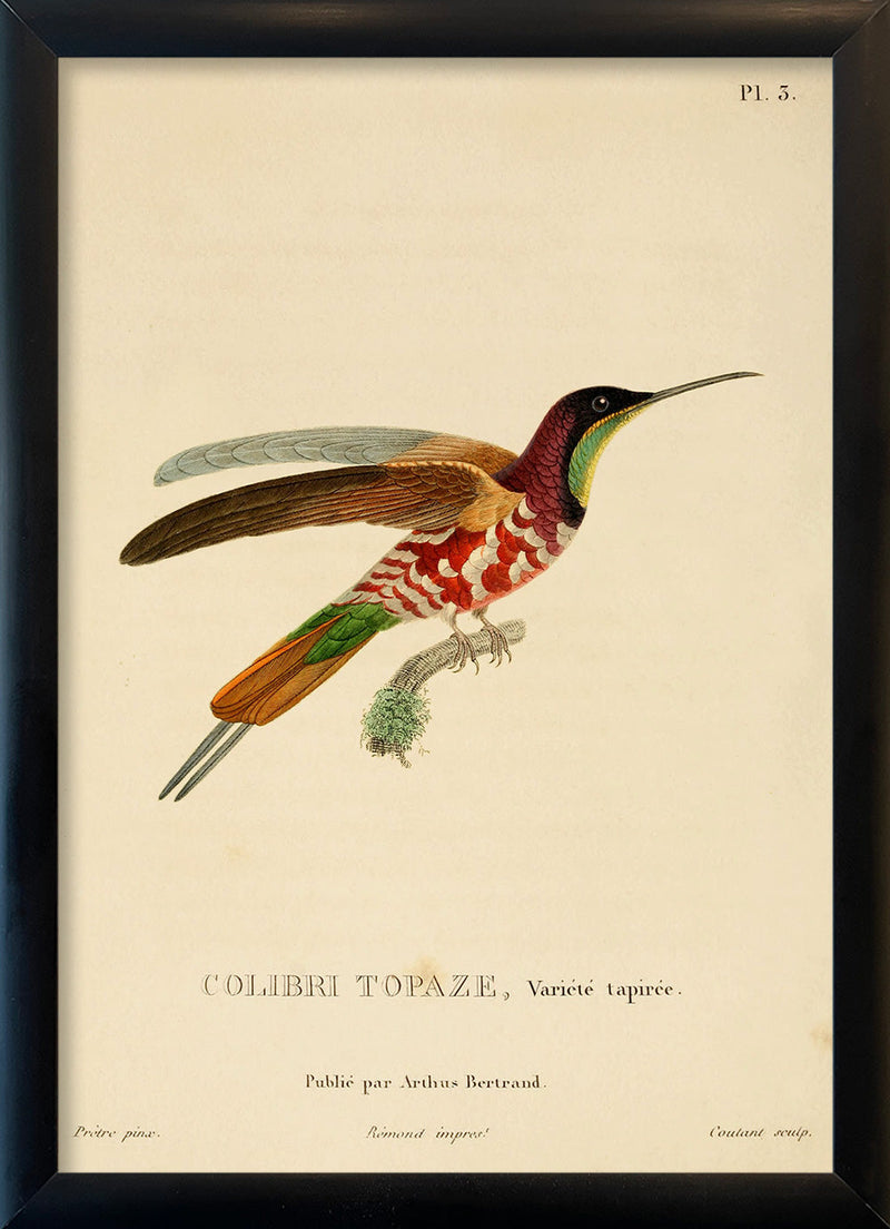 Crimson Topaz Hummingbird (Topaza Pella). Mini Print