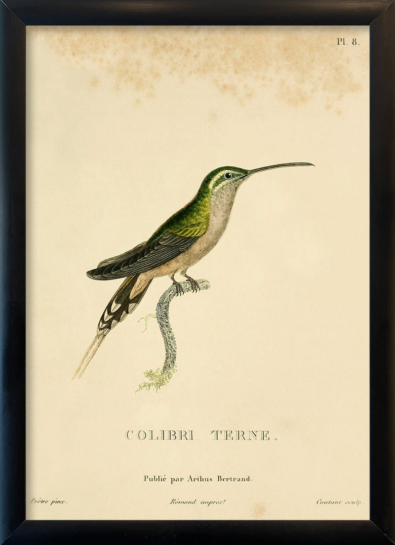 Scaly-breasted Hummingbird (Tern/Phaeochroa Cuvierii). Mini Print