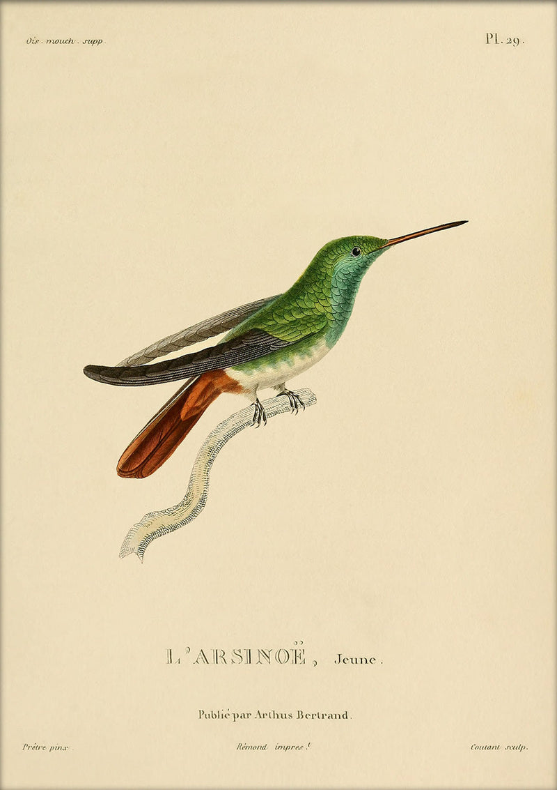 Berylline Hummingbird (L'Arsinoë/Saucerottia Beryllium). Mini Print