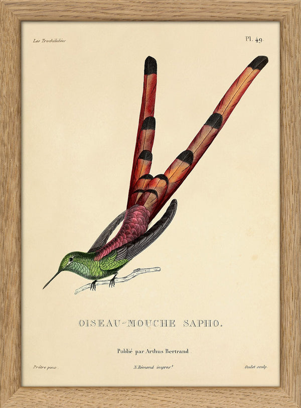 Red-tailed Comet Hummingbird (Sappho Sparganurus/Oiseau-Mouche Sapho). Mini Print