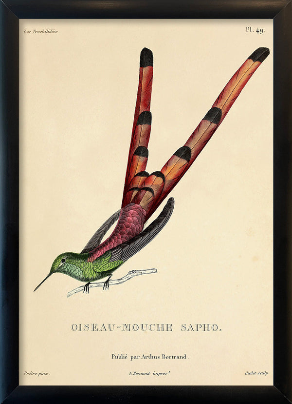 Red-tailed Comet Hummingbird (Sappho Sparganurus/Oiseau-Mouche Sapho). Mini Print