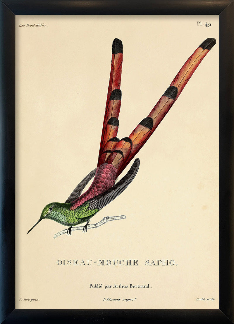 Red-tailed Comet Hummingbird (Sappho Sparganurus/Oiseau-Mouche Sapho). Mini Print