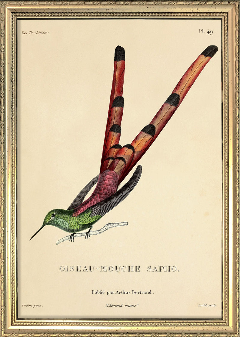 Red-tailed Comet Hummingbird (Sappho Sparganurus/Oiseau-Mouche Sapho). Mini Print