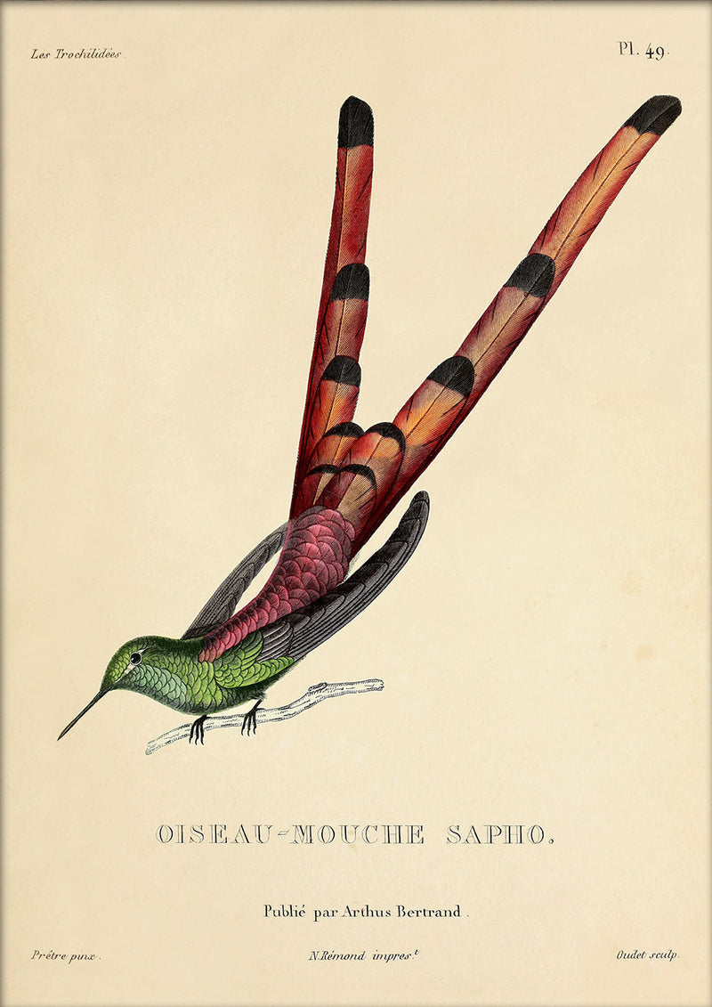 Red-tailed Comet Hummingbird (Sappho Sparganurus/Oiseau-Mouche Sapho). Mini Print