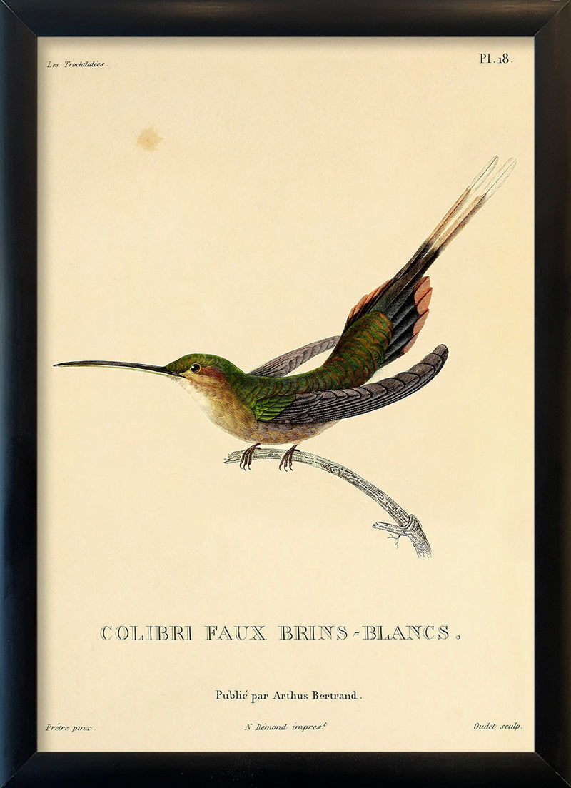 Straight-billed Hermit Hummingbird (Phaethornis Bourcieri/Faux Brins-Blancs). Mini Print