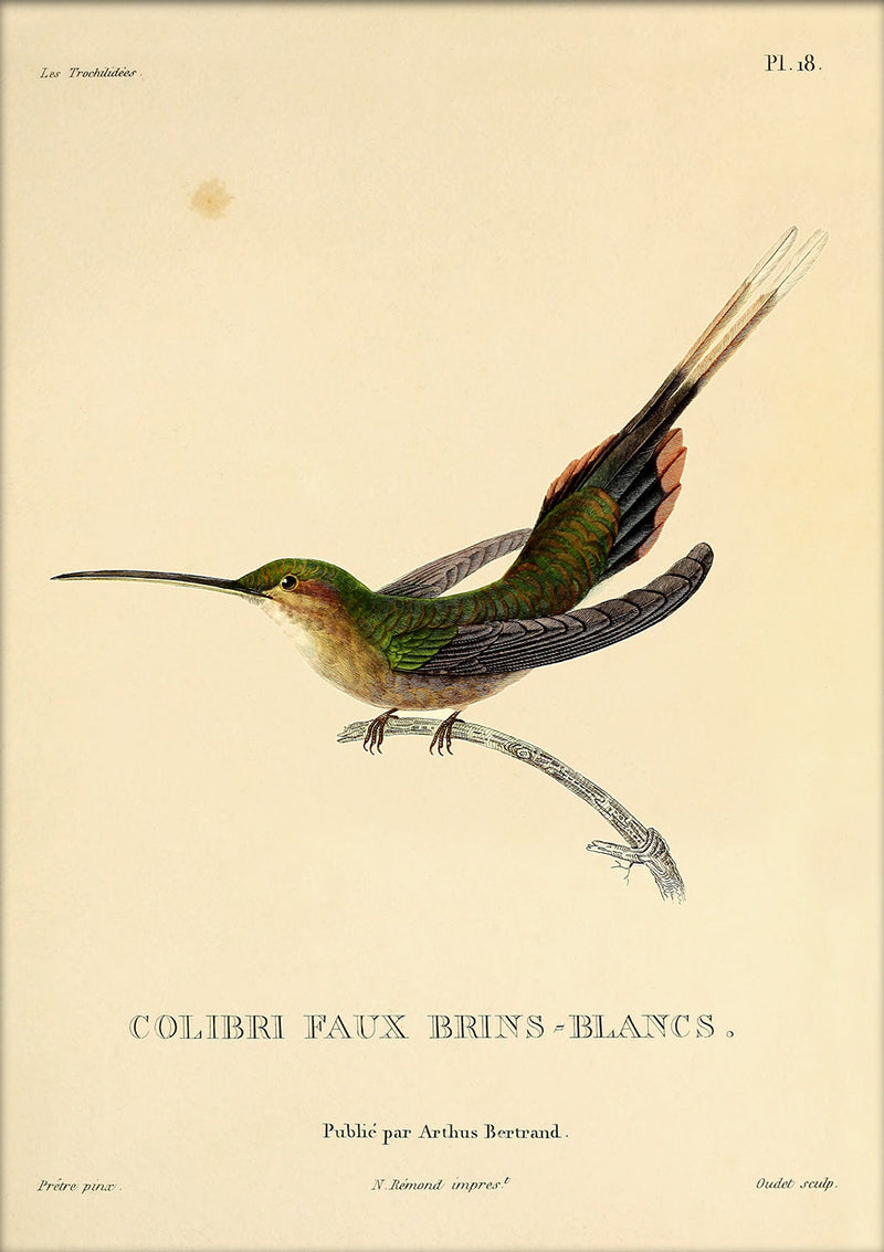 Straight-billed Hermit Hummingbird (Phaethornis Bourcieri/Faux Brins-Blancs). Mini Print