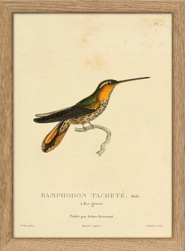 Saw-billed Hermit Hummingbird (Pamphodon Tacheté). Mini Print