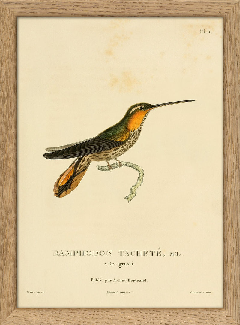 Saw-billed Hermit Hummingbird (Pamphodon Tacheté). Mini Print
