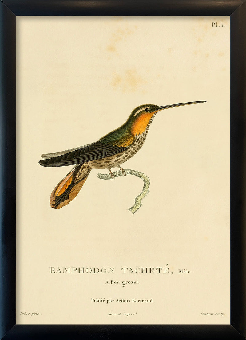 Saw-billed Hermit Hummingbird (Pamphodon Tacheté). Mini Print