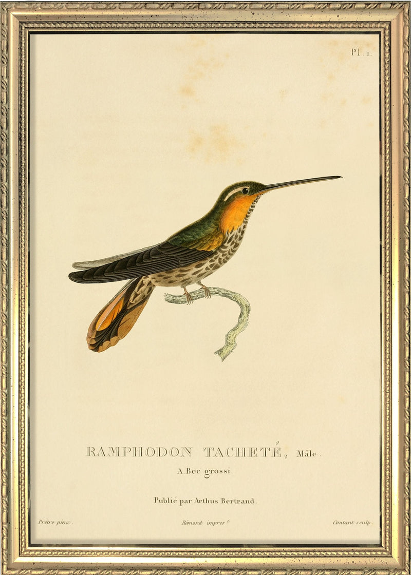 Saw-billed Hermit Hummingbird (Pamphodon Tacheté). Mini Print
