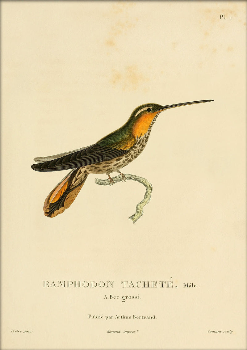 Saw-billed Hermit Hummingbird (Pamphodon Tacheté). Mini Print