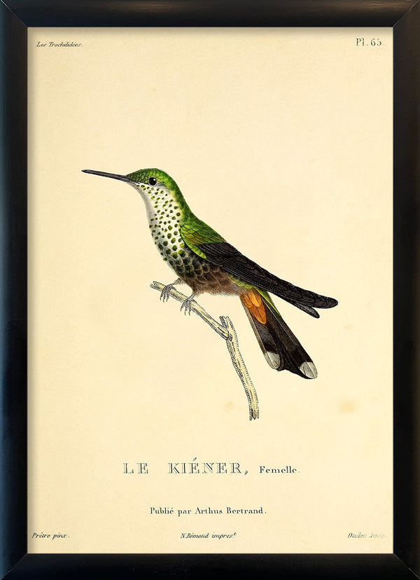 Le Kiéner Hummingbird. Mini Print