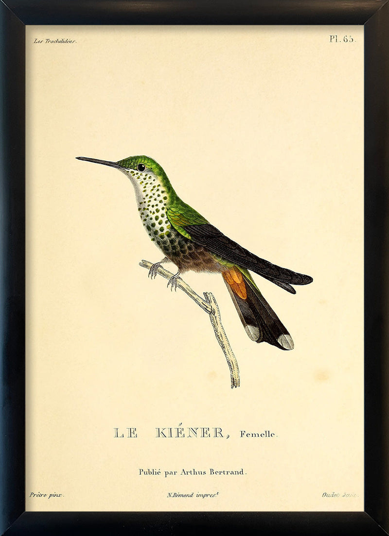 Le Kiéner Hummingbird. Mini Print