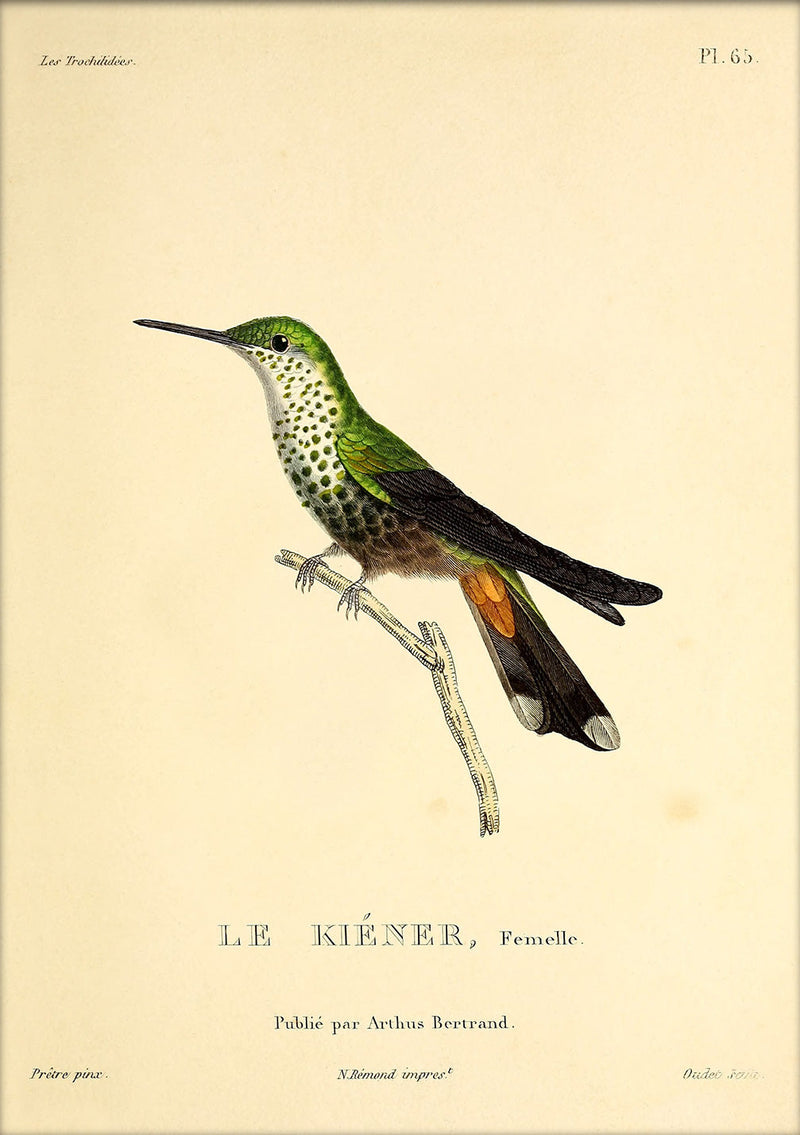 Le Kiéner Hummingbird. Mini Print