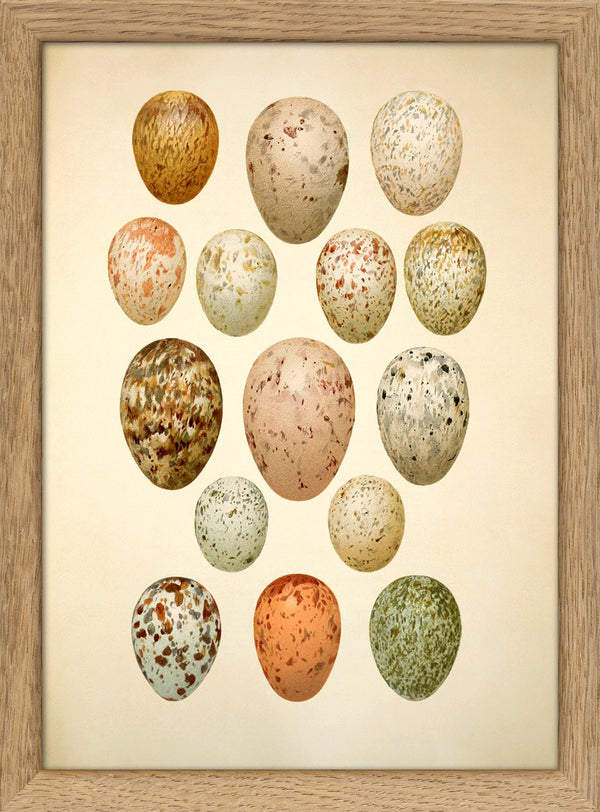 Fifteen Spotted Eggs. Mini Print