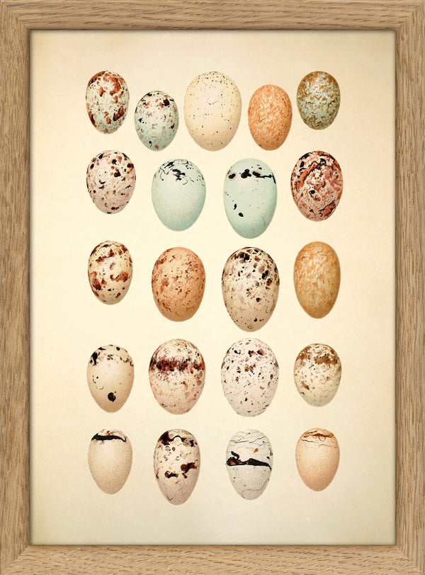 Twenty One Pastel Colored Eggs. Mini Print