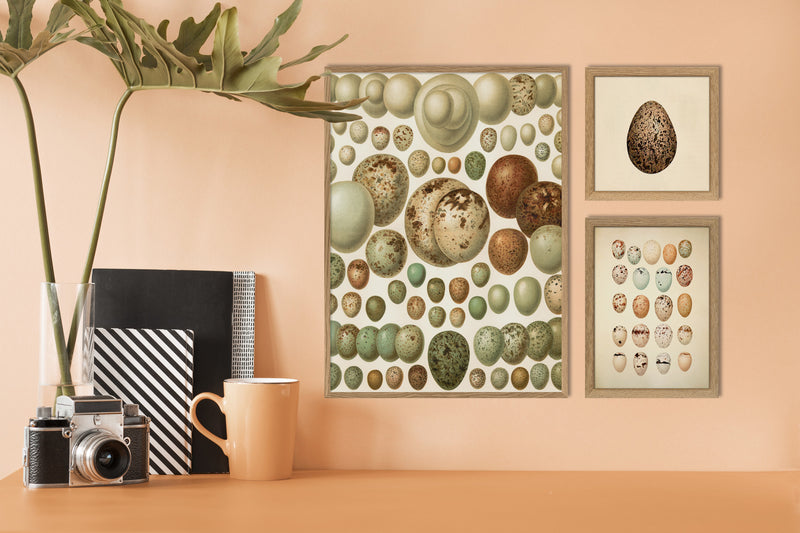 European eggs
