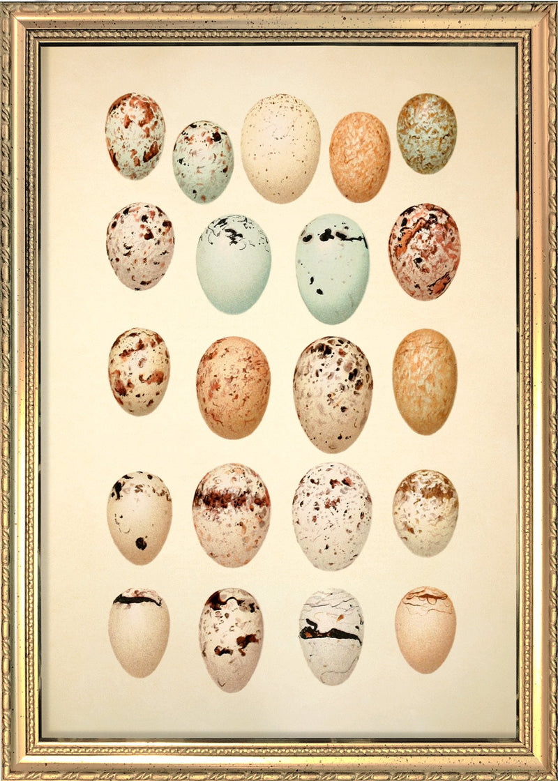 Twenty One Pastel Colored Eggs. Mini Print