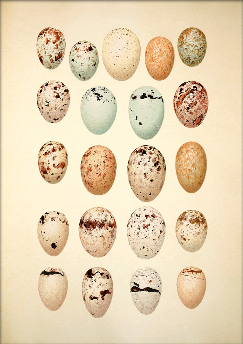 Twenty One Pastel Colored Eggs. Mini Print